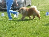  - SPECIALE CHOW-CHOW DIEPPE