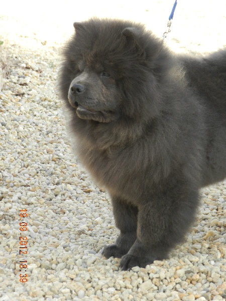 CH. extreme legend Hope lucky blue chance