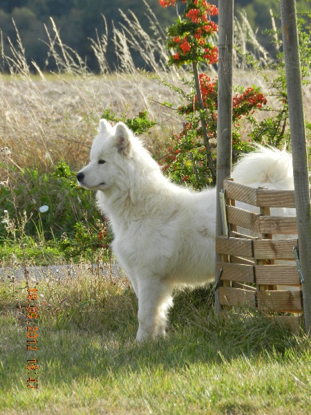 CH. Glamour snezhinka of Karasea
