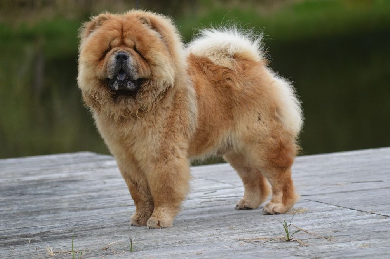 CH. bohemian hako Rufus ice man